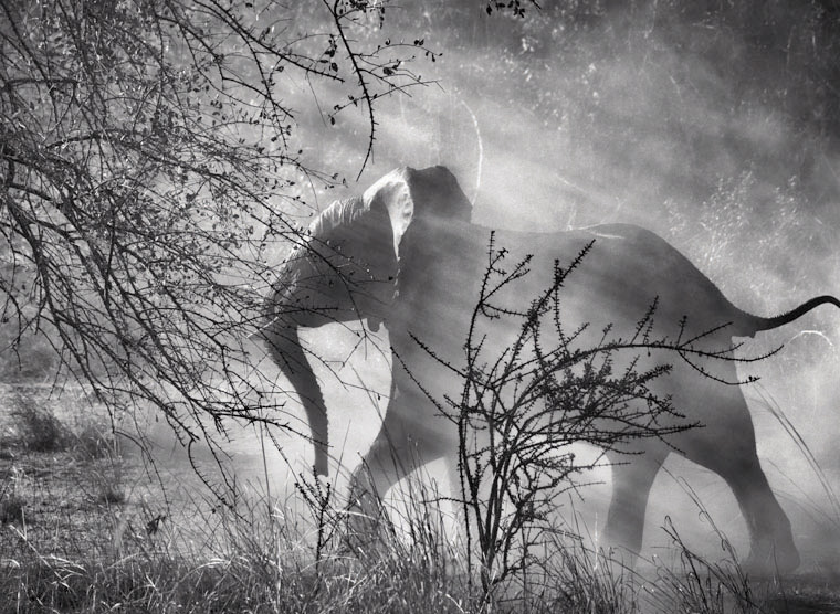 Sebastião Salgado genesi della natura