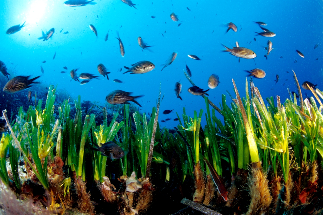 A Favignana da posidonia spiaggiata nasce nuova posidonia