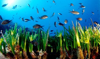 A Favignana da posidonia spiaggiata nasce nuova posidonia