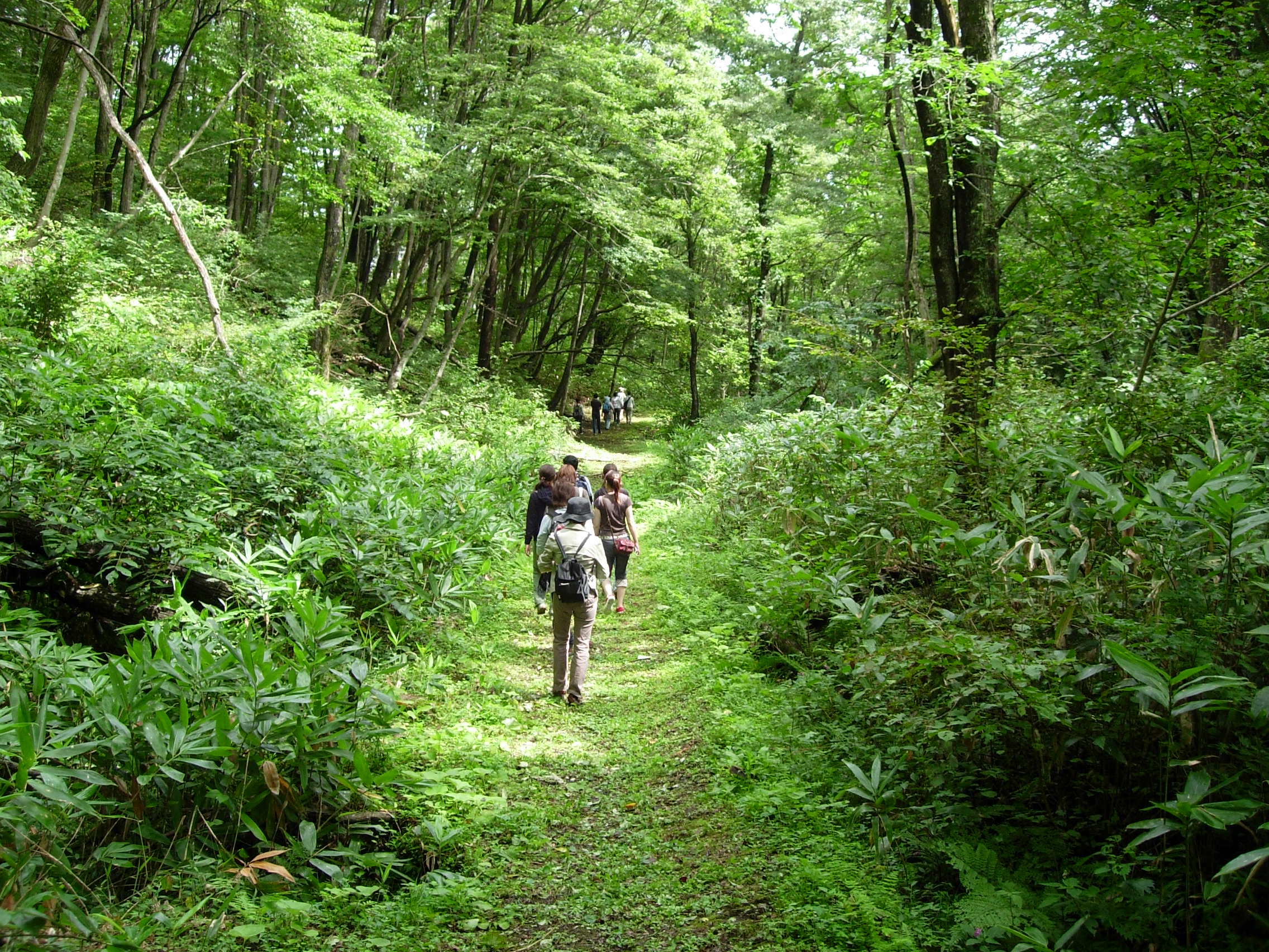 Bagni di bosco contro lo stress e... non solo!