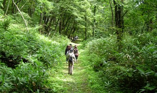 Bagni di bosco contro lo stress e... non solo!