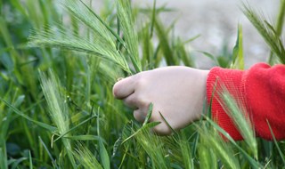 Nenvisol: se l'impianto a biomassa va alle aziende