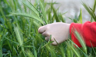 Nenvisol: se l'impianto a biomassa va alle aziende