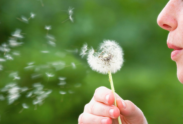 Bollettini del polline: una nuova arma per difendersi dalle allergie