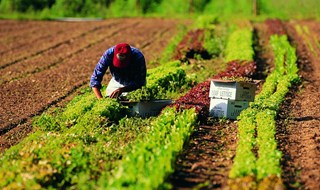 La campagna: uno sbocco lavorativo sicuro per i nostri giovani