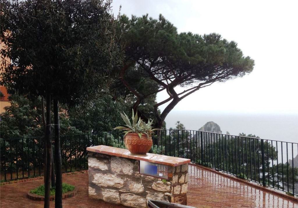 Dalle pietre la luce che illumina il pino di Punta Tragara a Capri 