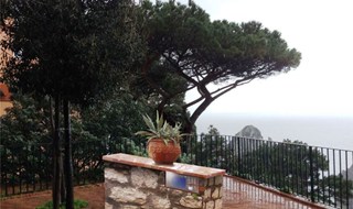 Dalle pietre la luce che illumina il pino di Punta Tragara a Capri 