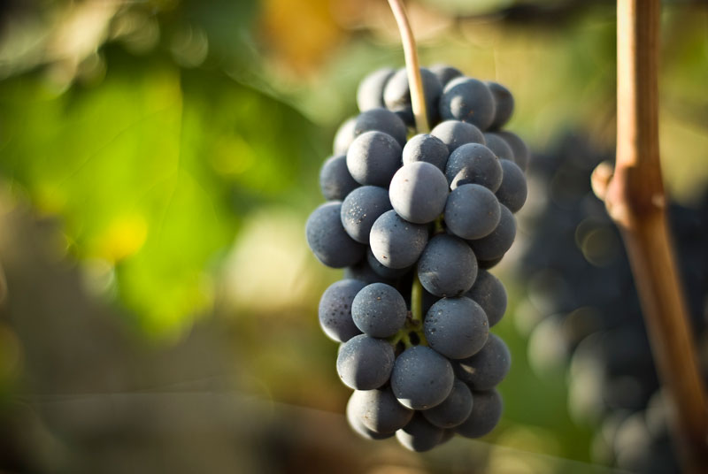Vino italiano: il bio alla conquista delle nostre tavole e dell’export