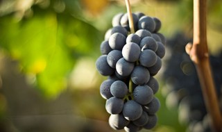 Vino italiano: il bio alla conquista delle nostre tavole e dell’export