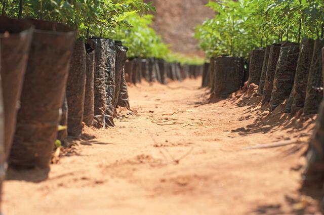 Treedom: più alberi e meno CO2