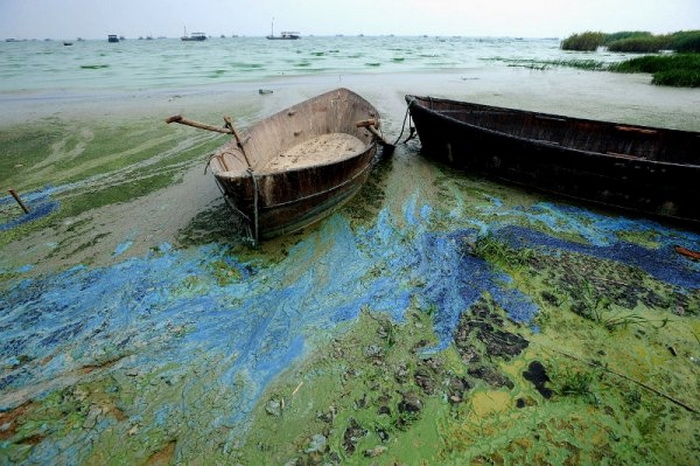 Continua l’invasione dell’alga aliena nei mari italiani