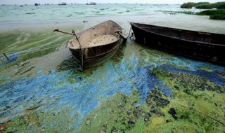 Continua l’invasione dell’alga aliena nei mari italiani