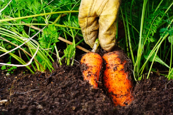 La spesa si fa on line, ma con il piano nutrizionale