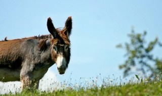 Innamorati del Ciuchino più famoso della TV? Adottatene uno!