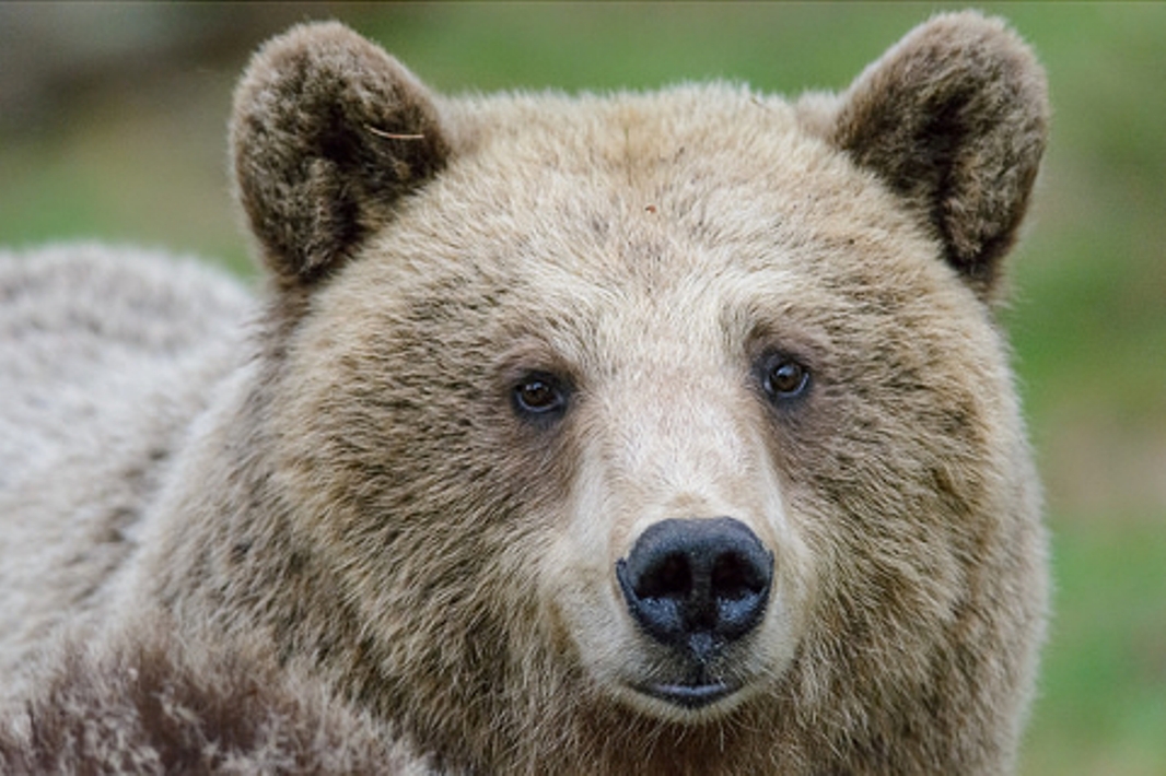 Sdegno per la morte di un orso