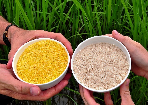Filippine: agricoltori del Bicol dicono no al Golden Rice