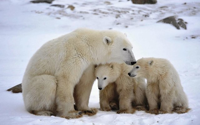 Più protezione per l'orso polare