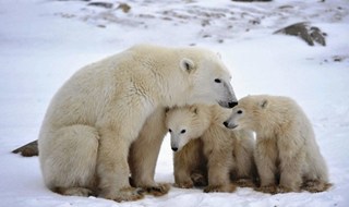 Più protezione per l'orso polare