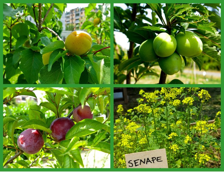 Food Forest: un’alternativa all’orto e al giardino tradizionali