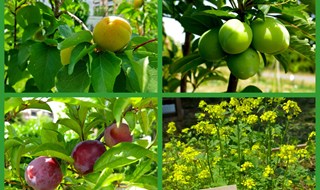 Food Forest: un’alternativa all’orto e al giardino tradizionali