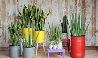 Tante piante in casa e “cresce” l’aria pulita