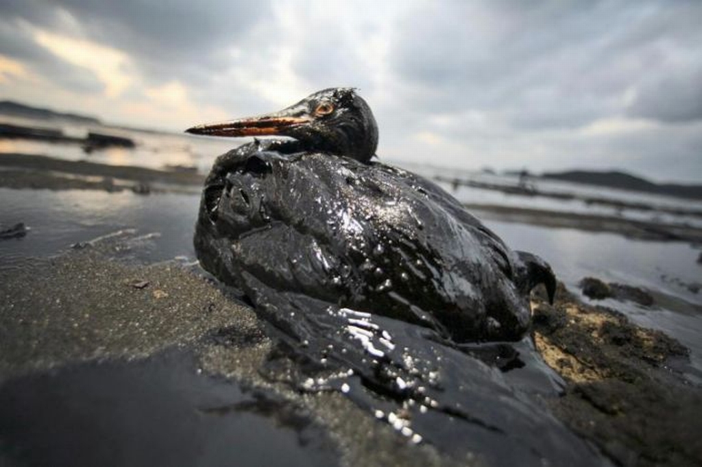 Arriva una lavatrice “salva uccelli” per pulire le vittime delle maree nere 