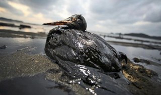 Arriva una lavatrice “salva uccelli” per pulire le vittime delle maree nere 