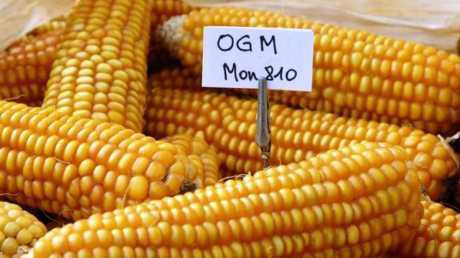 OGM: a Strasburgo si approva l'autonomia decisionale degli Stati membri