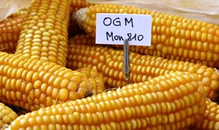 OGM: a Strasburgo si approva l'autonomia decisionale degli Stati membri