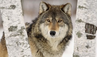 Chi ha ancora paura del lupo cattivo?