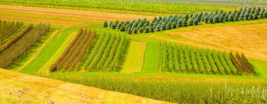 Meno fertilizzanti sui campi, più green l’agricoltura made in Italy 