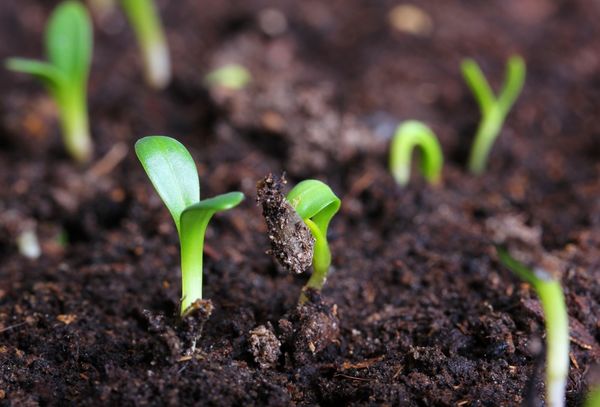 Una storia di conferenze sull’agricoltura: tradizionale vs biologico