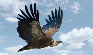 Avvoltoi a rischio: sotto accusa il Diclofenac