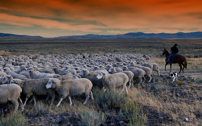 La pastorizia protegge i terreni dalla desertificazione
