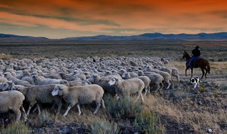 La pastorizia protegge i terreni dalla desertificazione