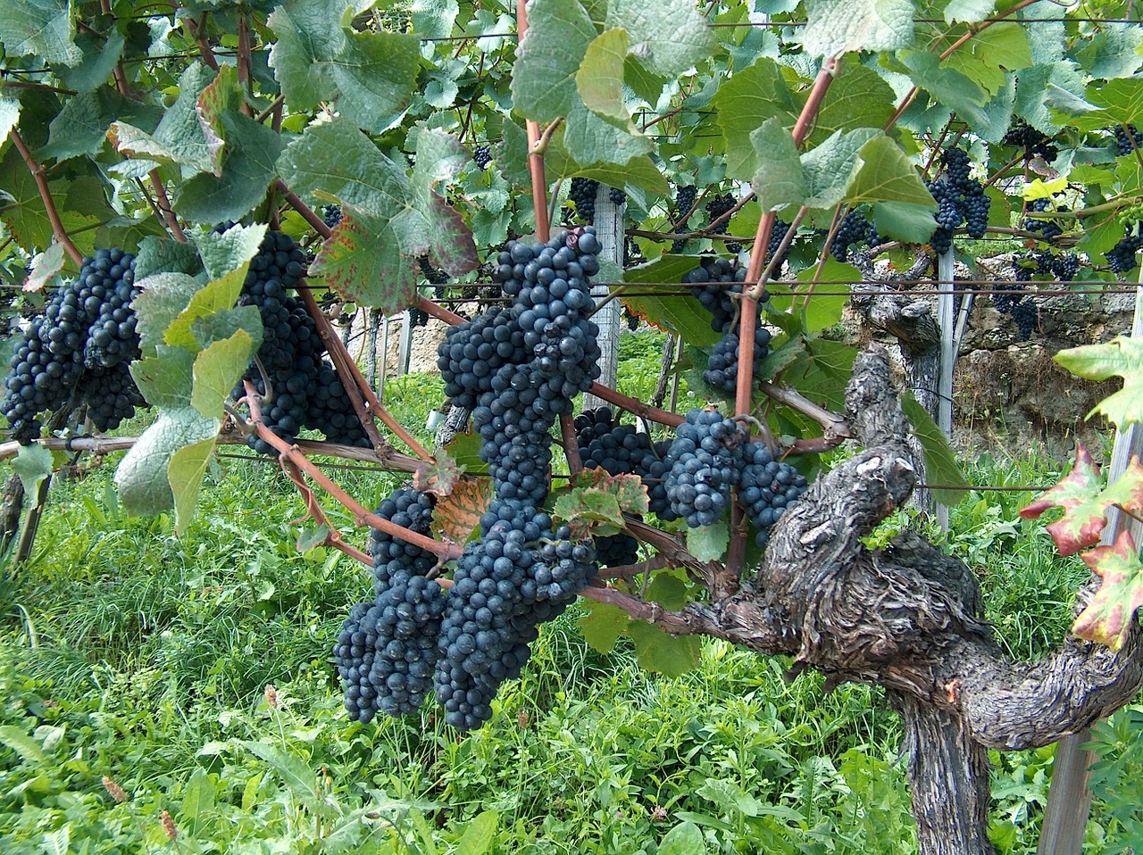 Vino Bio: un successo. Ecco i dati presentati a VinitalyBio