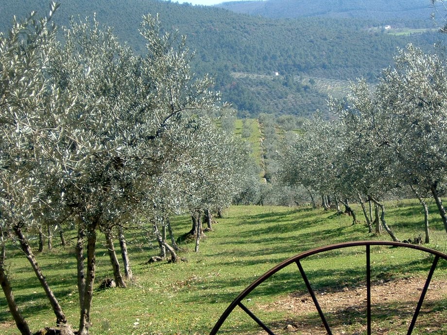 Anche l’olio extravergine ha un’impronta ambientale