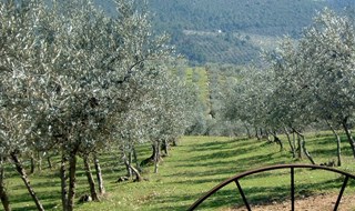 Anche l’olio extravergine ha un’impronta ambientale