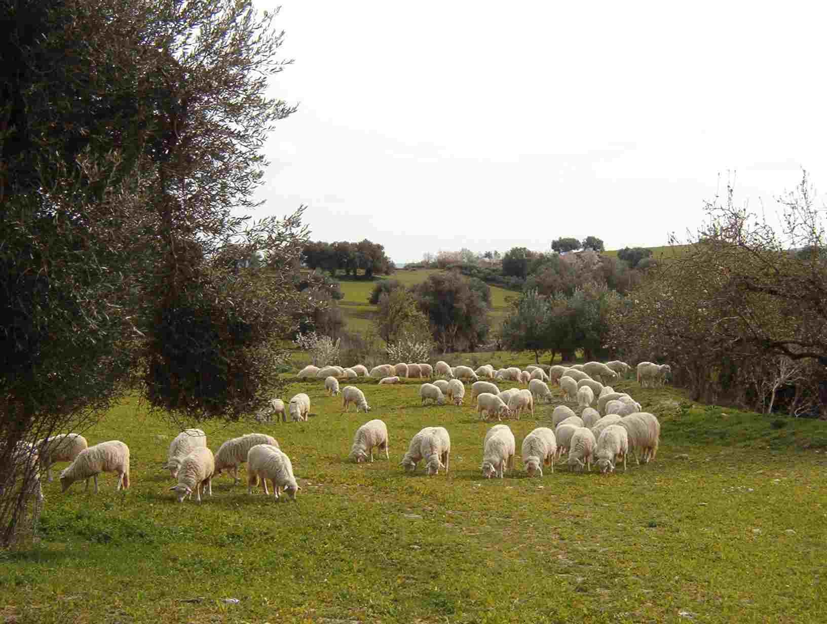 Ovini e olive, un binomio che fa bene alla salute e all’economia