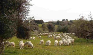 Ovini e olive, un binomio che fa bene alla salute e all’economia