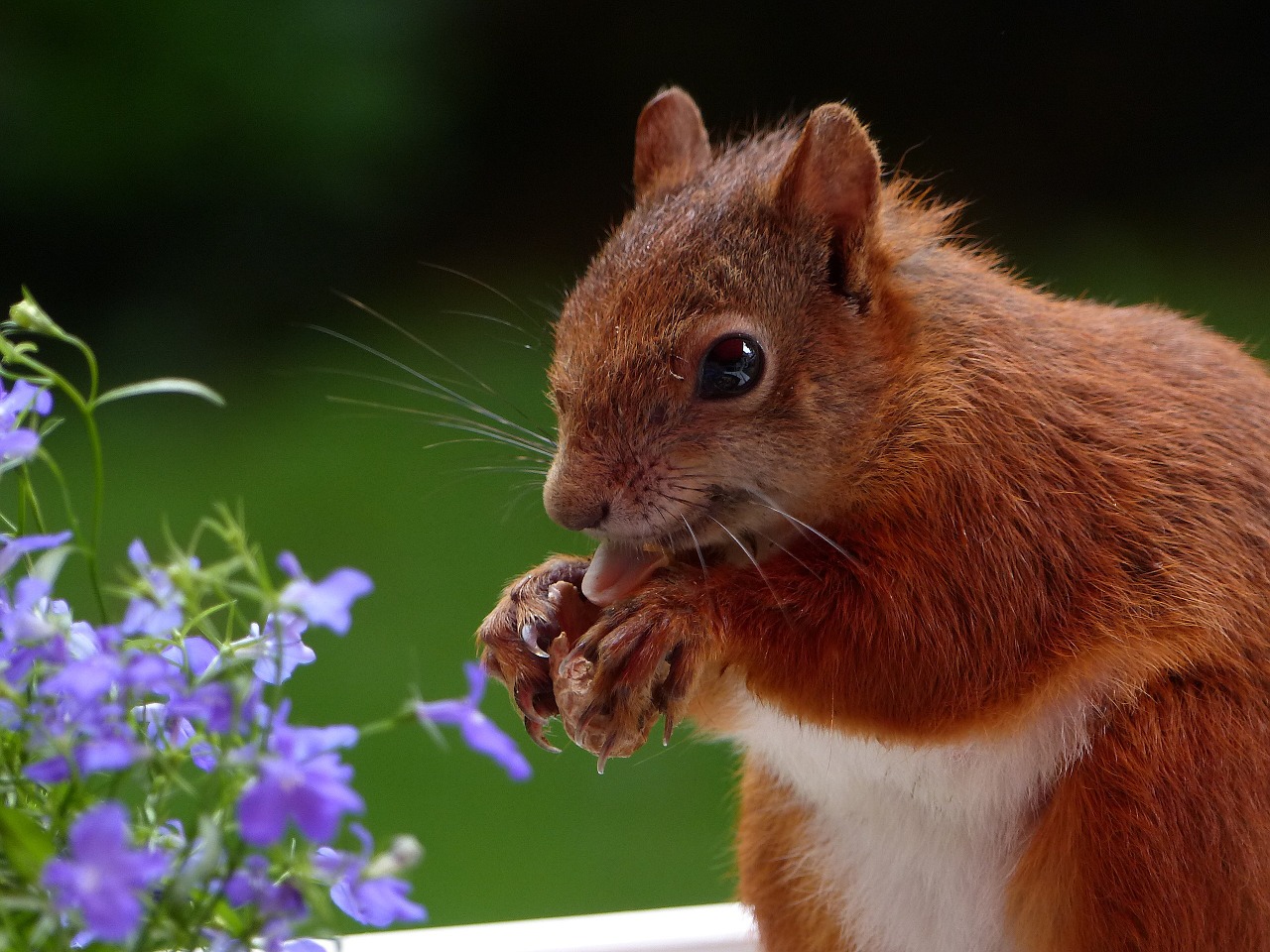 Tornerà Nutkin, lo scoiattolo della scrittrice Beatrix Potter, a ripopolare i boschi inglesi?