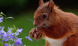 Tornerà Nutkin, lo scoiattolo della scrittrice Beatrix Potter, a ripopolare i boschi inglesi?