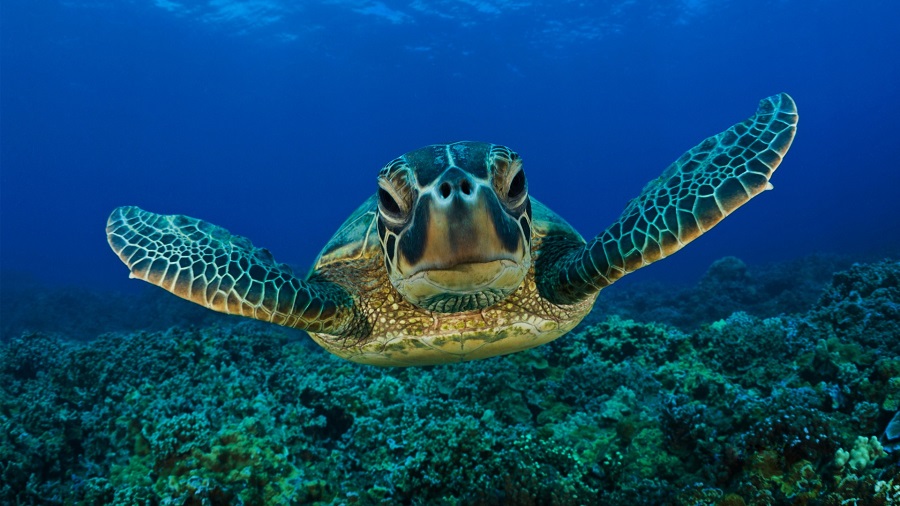 Adozioni a distanza per salvare le tartarughe in via di estinzione