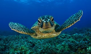 Adozioni a distanza per salvare le tartarughe in via di estinzione