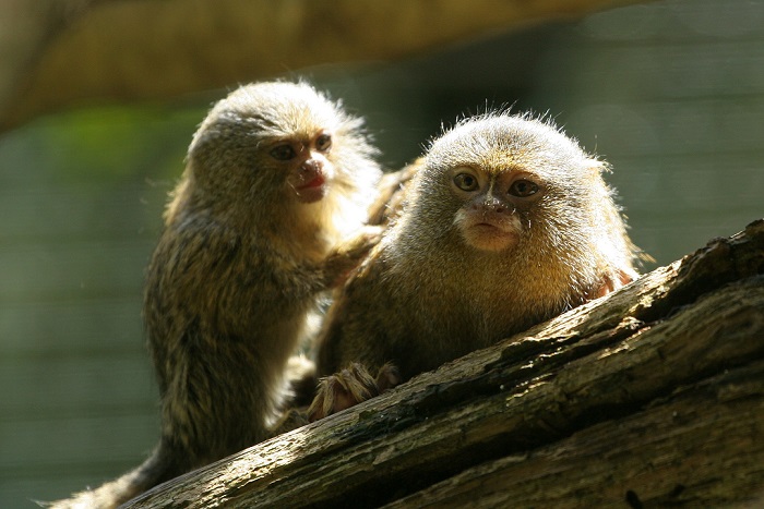 Traffico di specie a rischio, un business da 53 miliardi di dollari