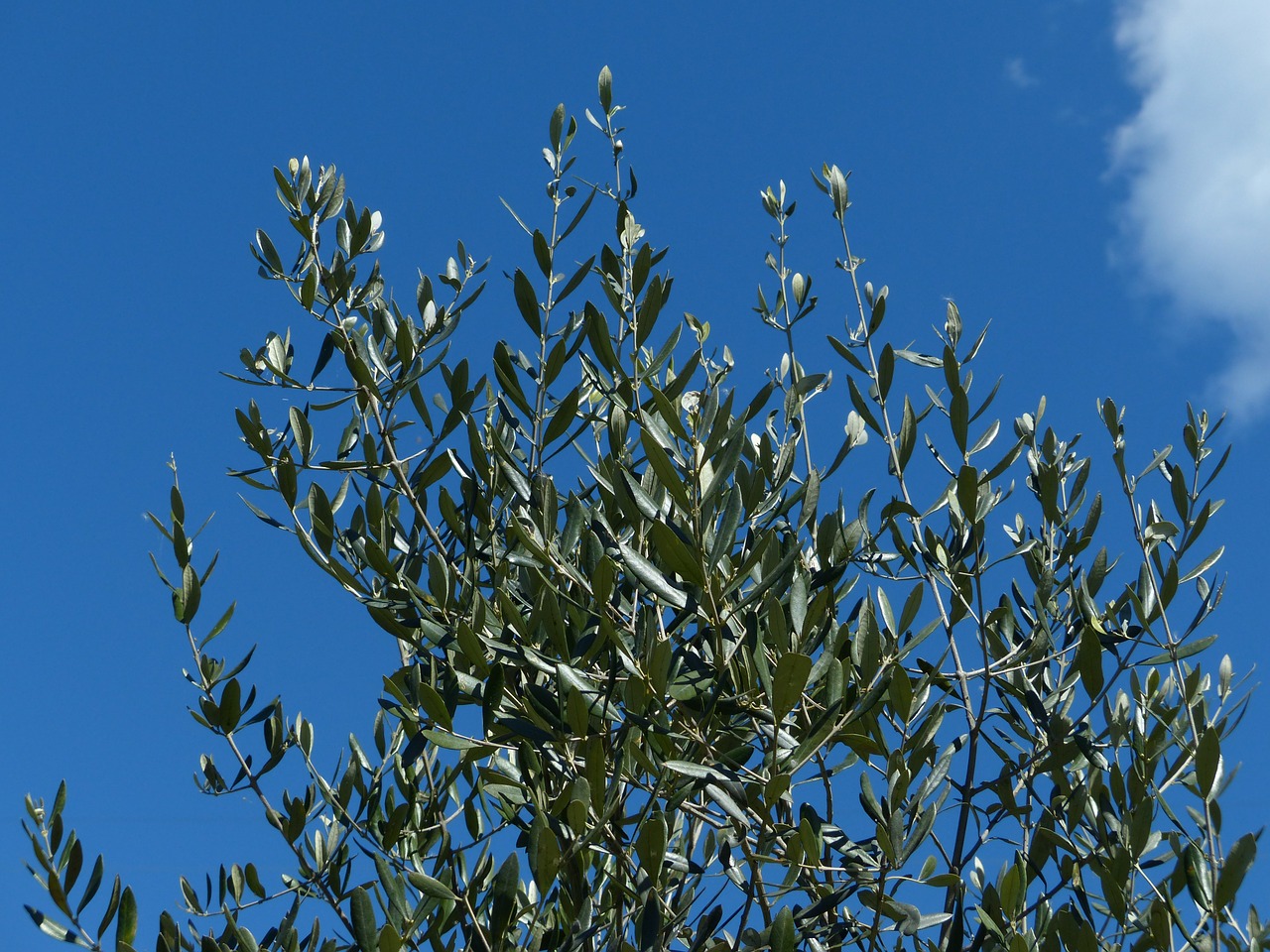 Meno chimica per combattere i parassiti dell’olivo, accordo Enea-Fao 