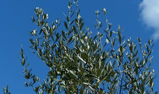 Meno chimica per combattere i parassiti dell’olivo, accordo Enea-Fao 