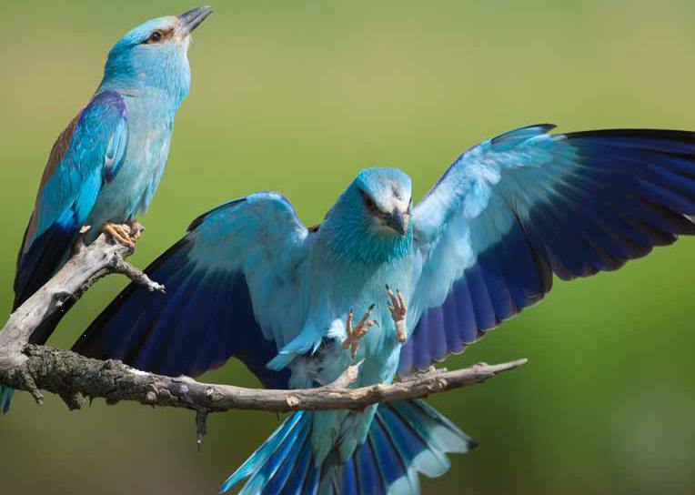 Salute ancora incerta per la natura del Vecchio Continente