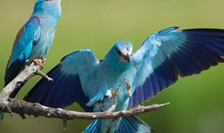 Salute ancora incerta per la natura del Vecchio Continente