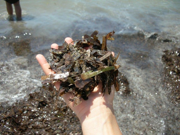 La posidonia spiaggiata diventa compost